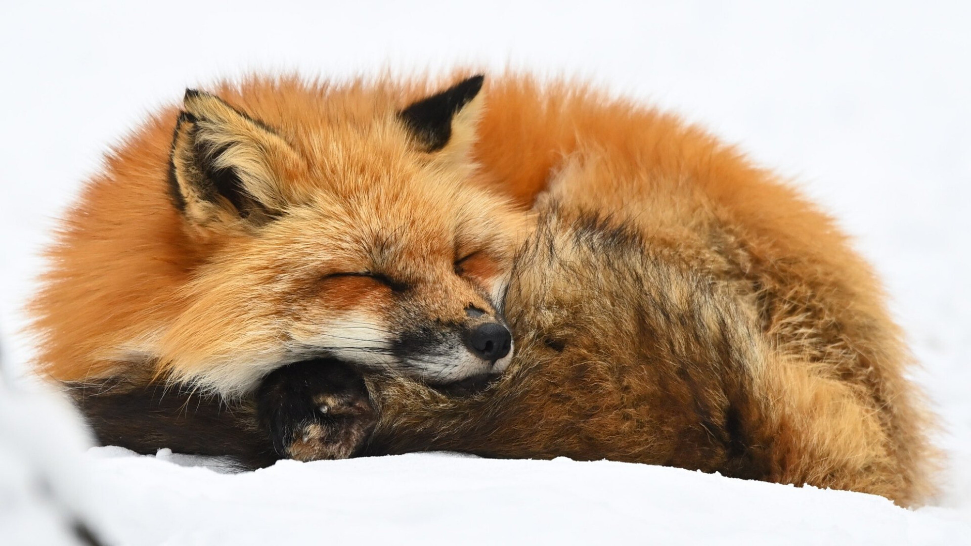 Fox sleeping with its head resting on its tail Fox sleeping with its head resting on its tail